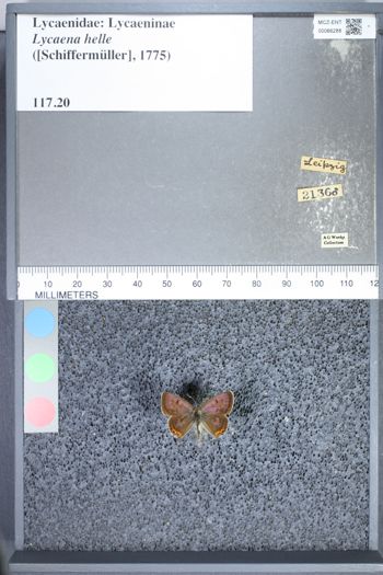 Media type: image;   Entomology 66288